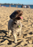 Elwood Beach Dog Off Leash Area