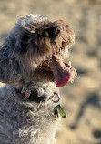 Elwood Beach Dog Off Leash Area