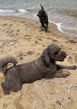 Elwood Beach Dog Off Leash Area