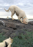 St Kilda West Beach