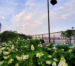 Terrain de basket de Canal Street