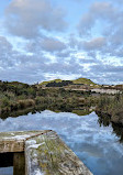 Maungarei Springs Wetlands