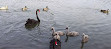 Maungarei Springs Wetlands