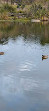 Maungarei Springs Wetlands