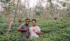 Thisara Tea Factory