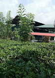 Thisara Tea Factory