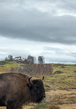 Highland Wildlife Park