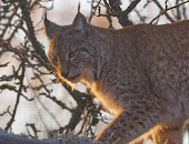 Highland Wildlife Park