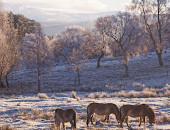 Highland Wildlife Park