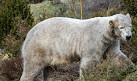 Highland Wildlife Park