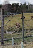 Highland Wildlife Park