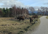 Highland Wildlife Park