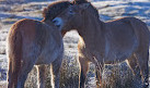 Highland Wildlife Park