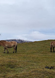 Highland Wildlife Park