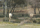 Highland Wildlife Park