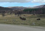 Highland Wildlife Park