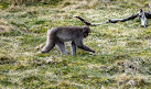 Highland Wildlife Park