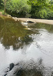 Plym Bridge Stepping Stones