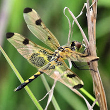 Standifer Gap Marsh