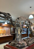 Museum of Paleontology Delicias