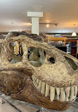 Museum of Paleontology Delicias