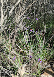 Anaheim Coves Lincoln Trailhead