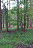 Elveden Forest