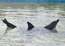 Dolphin Bay