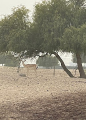 Wadi Al Safa Wildlife Centre