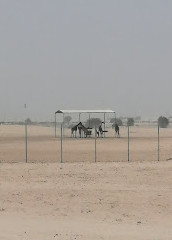 Wadi Al Safa Wildlife Center