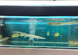 NATIONAL AQUARIUM