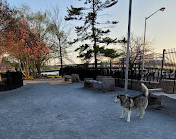 Yards Park Dog Park