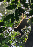 Tortuguero Nature Native Guides