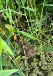 Tortuguero Nature Native Guides