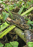 Tortuguero Nature Native Guides