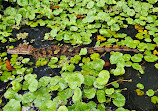 Tortuguero Nature Native Guides