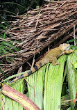 Tortuguero Nature Native Guides