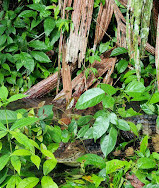 Tortuguero Nature Native Guides