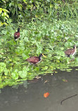 Tortuguero Nature Native Guides