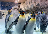 Penguin Encounter