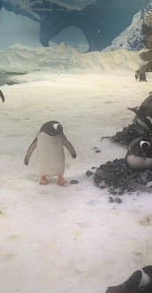 Penguin Encounter