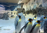 Penguin Encounter