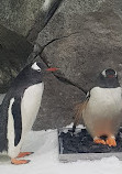 Penguin Encounter