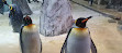 Penguin Encounter