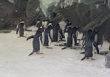 Penguin Encounter