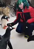 Penguin Encounter