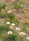 Vista Conservancy Nature Trail North End