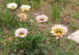 Vista Conservancy Nature Trail North End