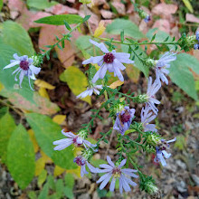 Old Sugarlands Trail Trailhead