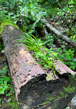 Old Sugarlands Trail Trailhead